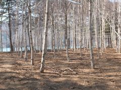 白樺林。

木を真っ直ぐにするためかロープで結んでいます。