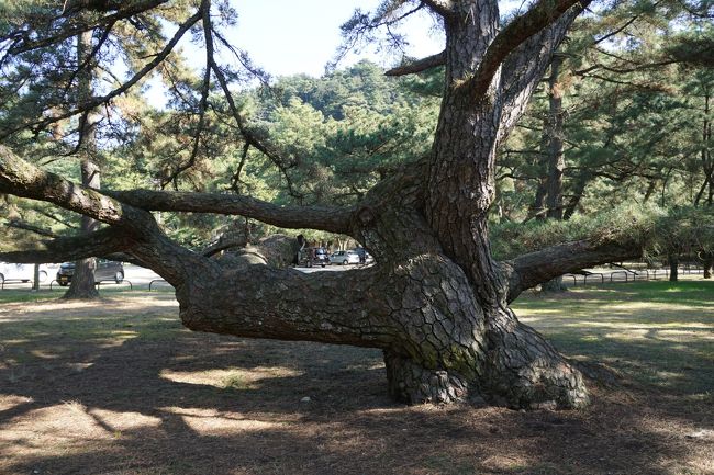栗林公園の松とか香川には美しい松が豊富ですが、インパクトという意味ではこの松原も全然負けていない。時間があれば、これもじっくり鑑賞してもらいたいと思います。