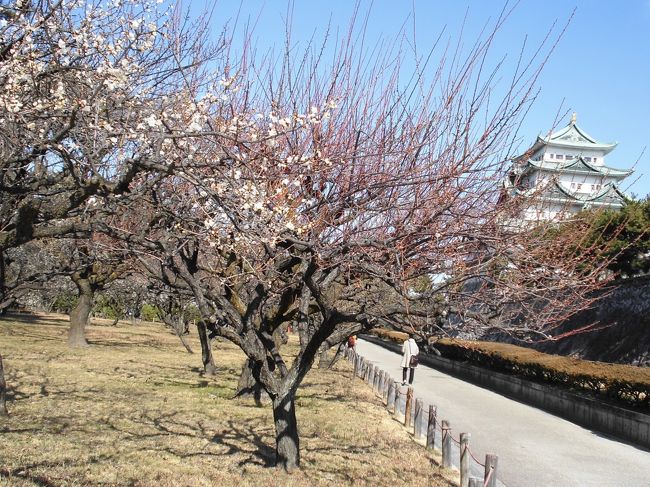 　最終日、朝から名古屋城に行きました。梅の花を見ようと思って行きましたがまだ３分咲きといわれました。お城と釣り合っててきれいです。