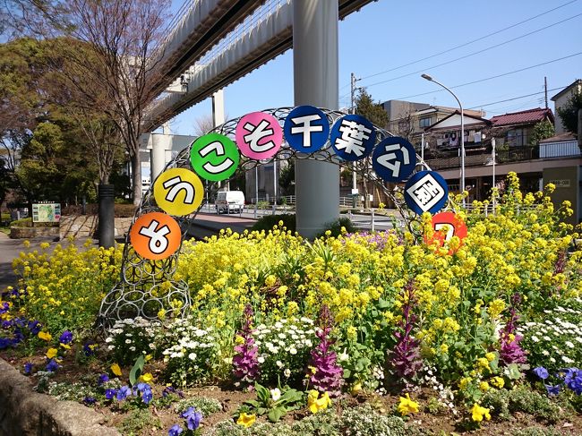 日付と場所が変わり、３月３１日、千葉市の千葉公園。<br /><br />今日は英会話サークルのメンバーに加え、千葉大学の留学生と花見♪<br />時折、留学生と様々なイベントを楽しんでいます。<br /><br />今月から先生がインドネシア、バリ島出身の女性に代わりました<br /><br />千葉駅で彼女たちと待ち合わせ、徒歩５分ちょっと。<br />県花、菜の花がお出迎えです♪<br />