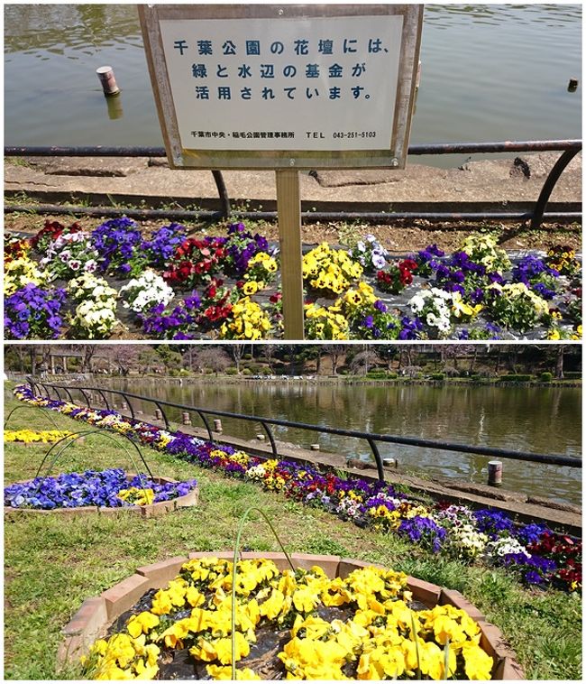千葉育ちの私ですが、ここへ来るのは初めてです。<br /><br />春は花がいっぱい。心躍りますね〜