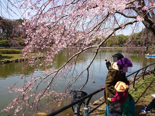 今日の留学生はフィンランド、イラン、インドネシアの男女数名の学生。<br /><br />写真の２人はジャカルタ出身。<br /><br />一人はお子さん連れ。旦那さまも学生だとか。エリートなんですよね。すごい！<br /><br />もう一人はなんと！昨夜来日したばかり。日本に来てすぐにお花見ができてすごく嬉しそう<br /><br />