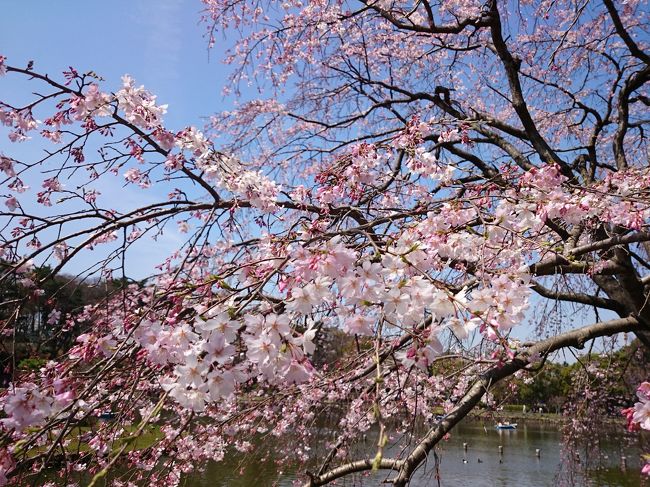 いろんな国があっていろんな言語があって環境や考え方も違う。<br /><br />でも、みんなでご飯を食べて笑っていれば境界線なんてないんだよね。<br /><br />みんな同じ。<br /><br />桜を眺めながら『平和な今日』に心から感謝しました