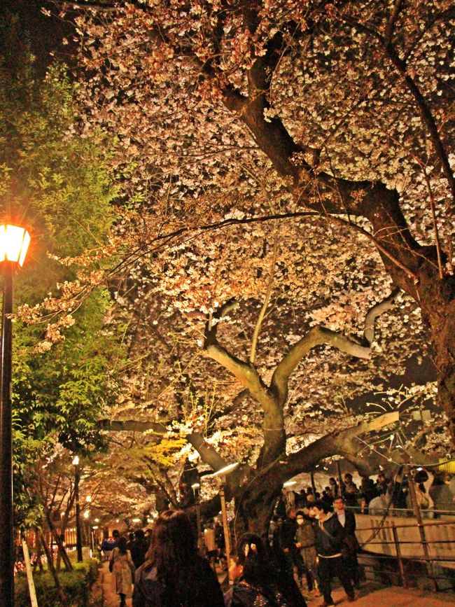 夢か・現か・水面に映る桜源郷／千鳥ヶ淵の夜桜【オトナの夜遊び