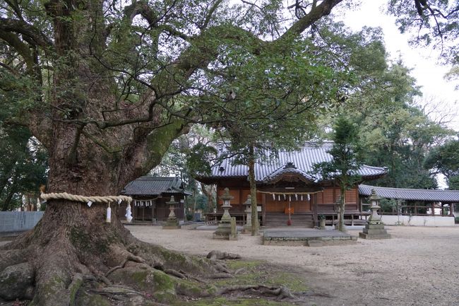 広い境内には高さ27mの楠木の大木を始めとする古木が茂り、「葛原正八幡宮社叢」として県の自然記念物に指定されています。主要道から案内が出ているので、気が付いた方はどうぞ。