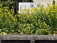 国吉駅までやって来ました
この駅もすっかりと菜の花の黄色い春色の風景に包まれていましたねｗ