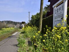上総中川駅までやって来ました
この駅も駅の周りには菜の花の黄色い春色の風景が広がっていましたが・・・