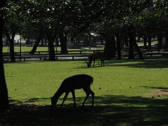 翌朝。
ホテルの朝食は和洋ビュッフェ。
奈良名物の茶粥や柿の葉寿司もありました。

今日はJR奈良駅から14時台のバスで伊丹空港に向かう予定です。
残り半日。