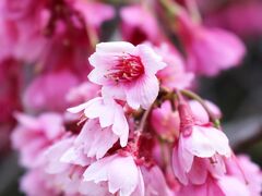 帰路の途中にある水城公園も軽く見てきました。

 

忍城はとても広く大きな城で取り壊されたあとお堀の跡が忍沼と呼ばれる大きな沼になったそうです。

 

その沼が埋め立てられて、現在の市役所や市立体育館が作られ、末端部分が「水城公園」として開園。

 

200本ほどの桜があるそうで、こちらの桜は満開でした
