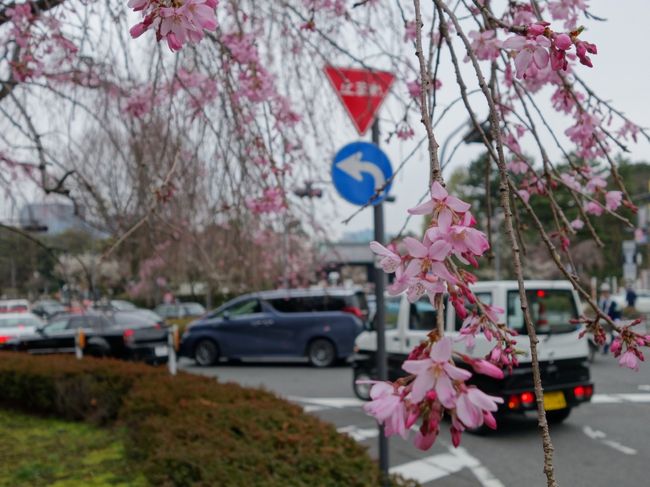 16年 春期 皇居 乾通り 通り抜けからの千鳥ヶ淵 武道館 田安門の桜 丸の内 大手町 八重洲 東京 の旅行記 ブログ By Nshiさん フォートラベル 16年 春期 皇居 乾通り 通り抜けからの千鳥ヶ淵 武道館 田安門の桜 丸の内 大手町 八重洲 東京 の旅行記 ブログ By Nshiさん フォートラベル