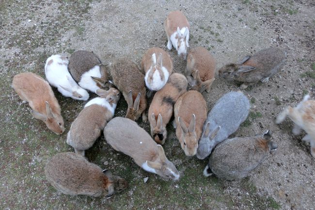ウサギの島にはまりそう 大久野島でうさぎと戯れる 竹原 広島県 の旅行記 ブログ By Na Zuさん フォートラベル ウサギの島にはまりそう 大久野島でうさぎと戯れる 竹原 広島県 の旅行記 ブログ By Na Zuさん フォートラベル