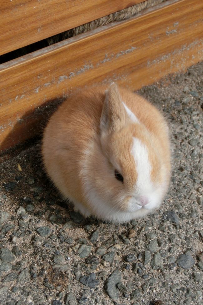 ウサギの島にはまりそう 大久野島でうさぎと戯れる 竹原 広島県 の旅行記 ブログ By Na Zuさん フォートラベル