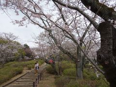 この階段を登ると，桜の園になります。