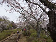 東山動植物園でサクラのお花見をしました 植物園のサクラはすごかった 千種 今池 愛知県 の旅行記 ブログ By Nomonomoさん フォートラベル 東山動植物園でサクラのお花見をしました 植物園のサクラはすごかった 千種 今池 愛知県 の旅行記 ブログ By Nomonomoさん フォートラベル