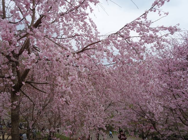 東山動植物園でサクラのお花見をしました 植物園のサクラはすごかった 千種 今池 愛知県 の旅行記 ブログ By Nomonomoさん フォートラベル