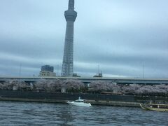桜の季節の水上バスはいったん北上して隅田川添いの桜を見せてくれます。
そこからUターンして目的地へ出発です。