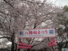 到着です。駅から10分くらいです。
4月1日から3日は八幡桜まつりです。背割りの堤に入れるのは、
朝９時から１７時までです。
かわきた自然運動公園に臨時駐車場があります。
でも、道はめちゃこみです。
徒歩・自転車・京阪電車がお勧めです。