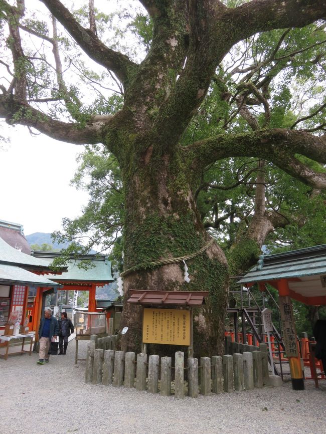 那智の樟<br /><br />立派なご神木です。