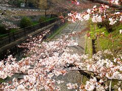 ほどなく歩くと「インクライン」の
レールが見えて来ました。

桜も綺麗です。
