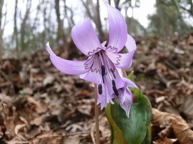 秘密の場所のカタクリ 春の花いろいろ 瀬戸 愛知県 の旅行記 ブログ By 地酒大好きさん フォートラベル