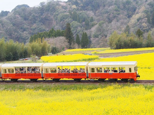菜の花畑を走る里山トロッコに乗って来ました』市原(千葉県)の