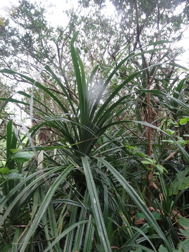 私のカメラは、雨が降るとレンズが濡れます…これは、つらい。今までこんなことはなかったから、欠陥品のような気がして仕方がないです。<br />これは、「アダンの木」だと思います。