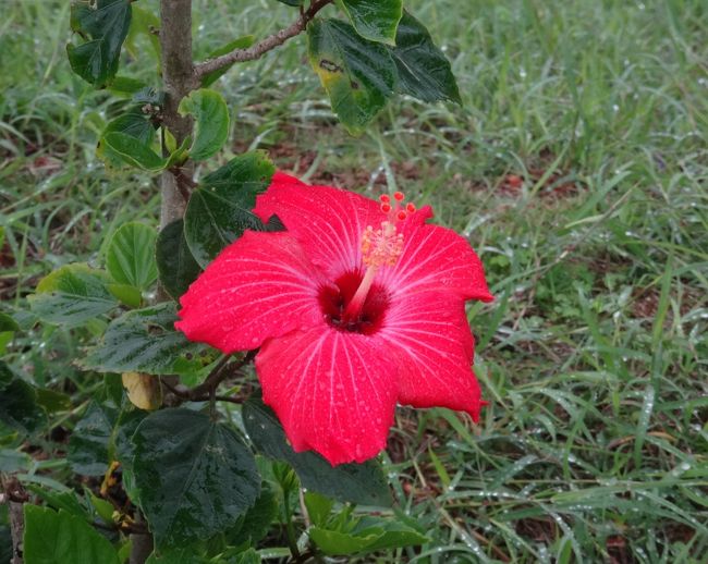 派手な色ですね。ハイビスカスでしょう