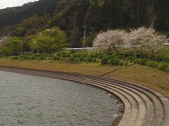 大隅湖湖畔の桜