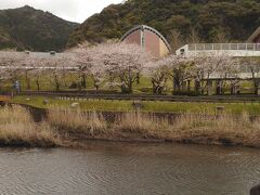 アジア・太平洋農村研修村と桜