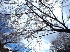 まだ、桜が咲き揃っていない３月上旬。この頃はまだ三分咲き。

昨年末、『誕生日まで持たないかもしれないなぁぁ....』と覚悟を決めていた父。

