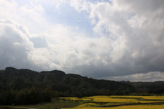 2016年 千葉県市原市 養老渓谷 飯給 菜の花 桜巡り 市原 千葉県 の 2016年 千葉県市原市 養老渓谷 飯給 菜の花 桜巡り 市原 千葉県 の