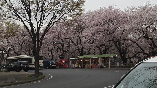 名古屋に着きました。<br />約束の時間まで二時間ほどあったので名古屋城に行きました。<br />目的地から近かったので時間のロスがなくてゆっくり見れました。