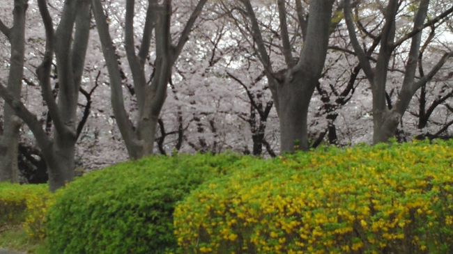 新緑と桜のコントラストが綺麗で撮りました。<br />腕も悪いし、タブレットで撮るので画像がいまいちですね。<br />スマホで撮るともっと画像が美しいですが。<br />タブレットの大きな画面でつい撮ってしまいます。