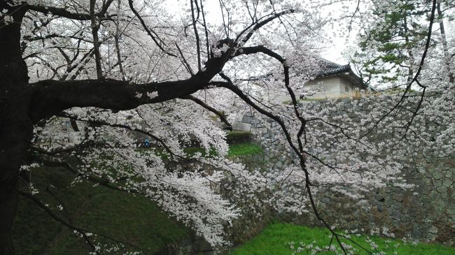 お堀の緑と桜が綺麗