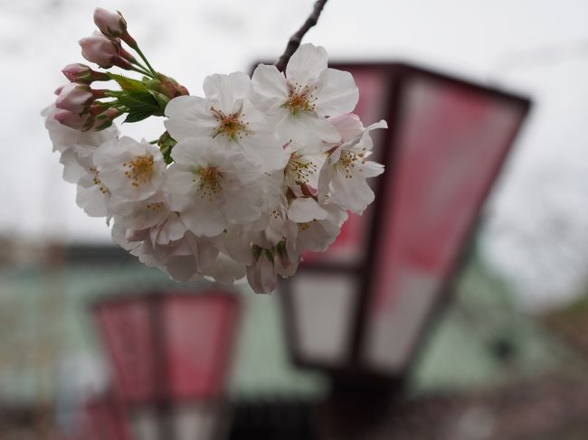 開花状況によると、大島桜のみ満開だとか