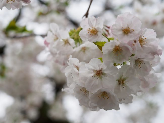 こんなに大島桜って綺麗だったの<br />桜は大好きだけど、種類にはあまり詳しくないのです・・