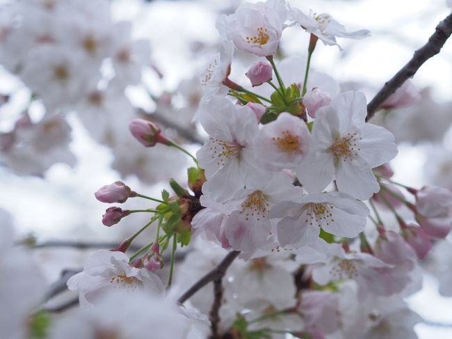 染井吉野より少しお花が大きくて淡いピンク色がなんとも言えない