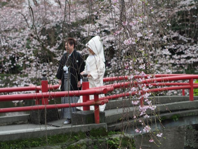 この日は、境内で何組もの新郎新婦をお見かけしました。