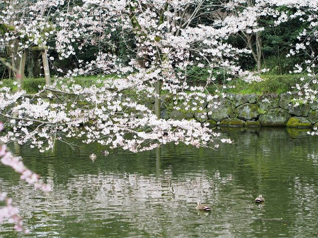 満開だったら、どんなに綺麗だったでしょうね。