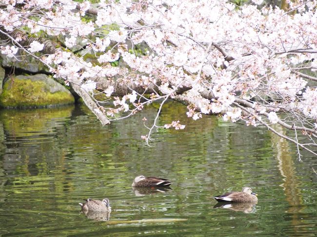 こちらも鴨さん