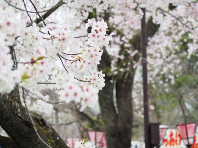 私は桜が大好き