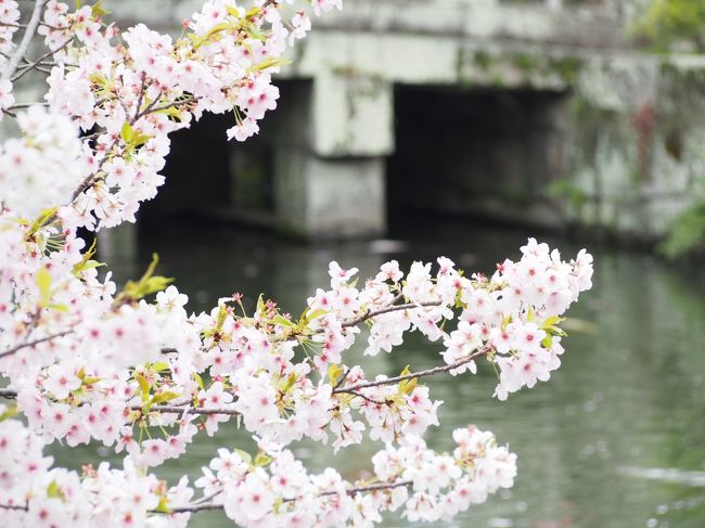 毎年、桜の開花を待ち望んでいます。