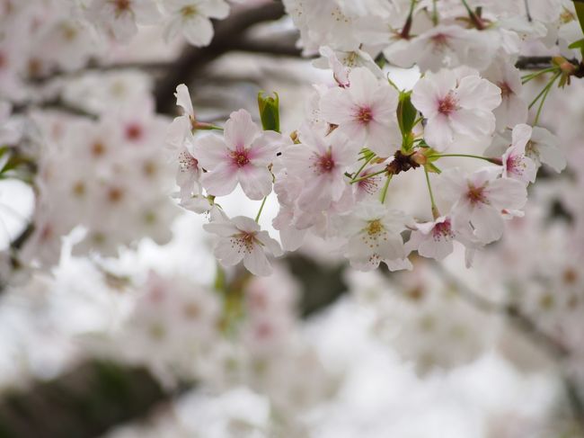 桜への想いは歳を重ねる度に