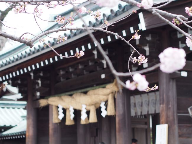 この桜は、まだ咲きはじめ