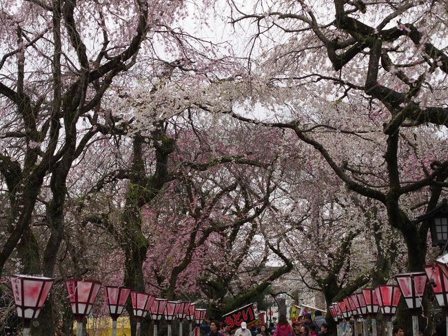 あまり咲いていないだろうって覚悟してましたが<br />意外に咲いてくれてました。<br />