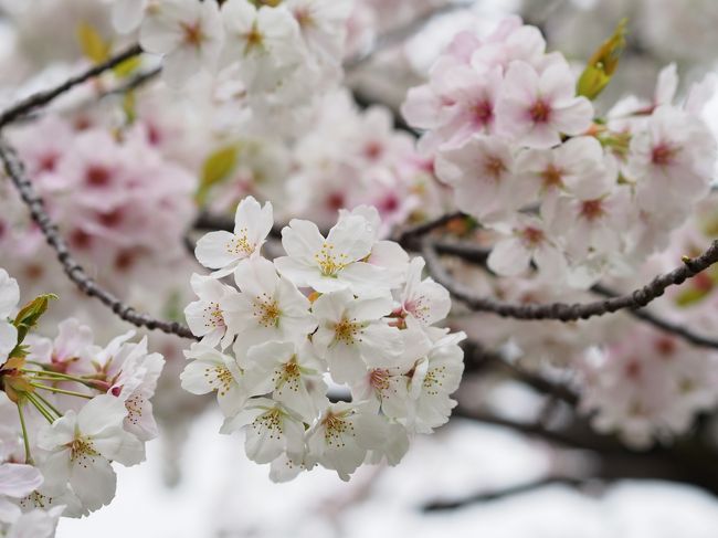 とにかく今日は、この大島桜が綺麗過ぎて（たぶん大島桜）