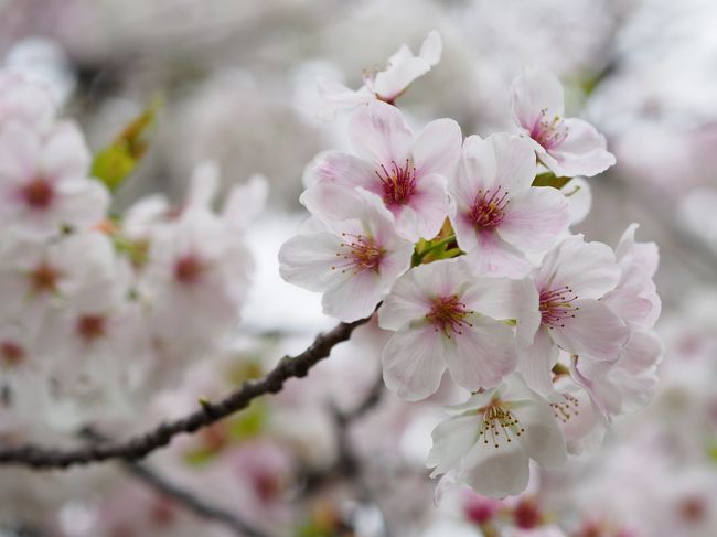 なかなか離れられなくなった私でした。<br />