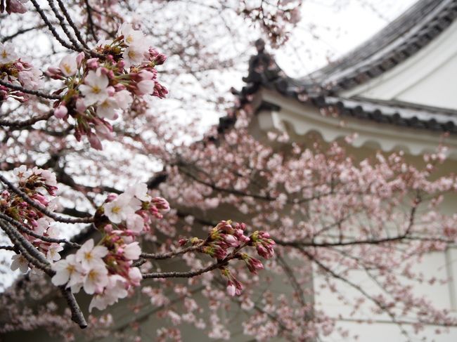 小田原城の桜は満開にはもう少し、時間かかりそうです。<br />