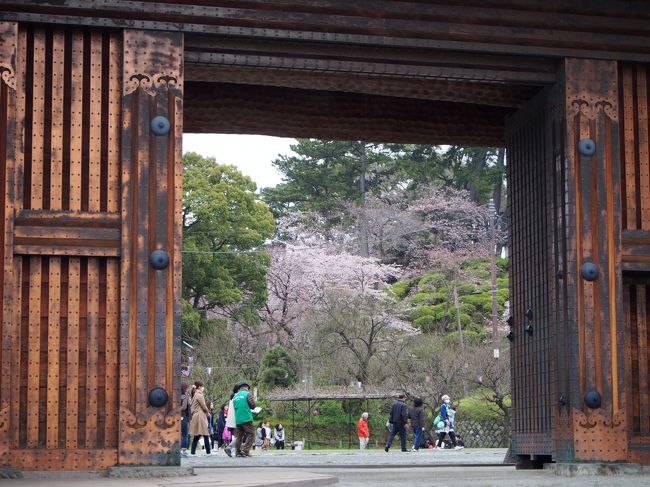 少しでも桜を長く楽しみたいから
