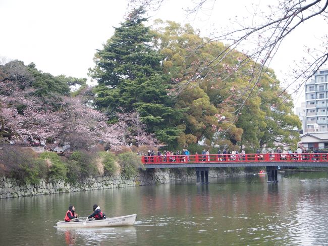 まだ、こちらの桜は3分咲きくらいかな